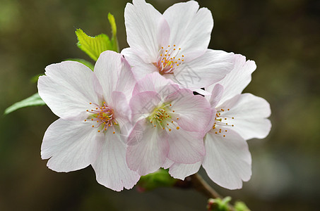 樱 日本著名的花朵投标季节果园压痛玫瑰植物群园艺柔软度花园花瓣图片