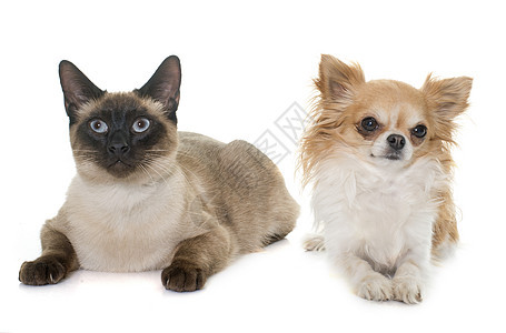 年青的西阿米亚猫和吉瓦华小狗工作室蓝色宠物眼睛动物小猫棕色猫科动物朋友们图片