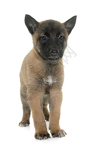 小小狗Belgian 牧羊犬麦地尼诺工作室动物配种宠物棕色背景图片