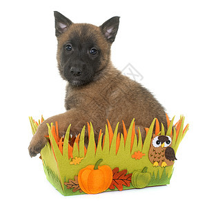 小小狗Belgian 牧羊犬麦地尼诺工作室宠物配种动物篮子棕色背景图片