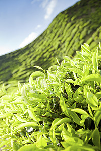 开克高地茶叶种植园景观花园叶子农田香气绿色植物阳台爬坡地标季节石头图片