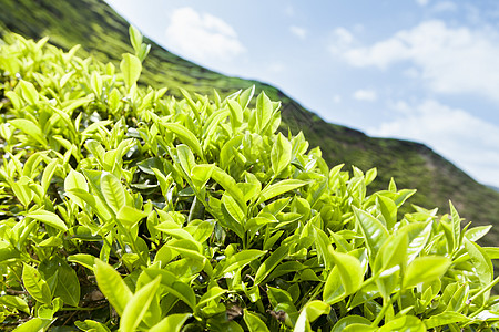 开克高地茶叶种植园景观场地花园农场商业香气农村场景叶子爬坡植物图片