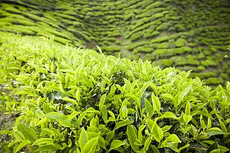 开克高地茶叶种植园景观农村石头地标爬坡收成阳台农场绿色植物季节场地图片