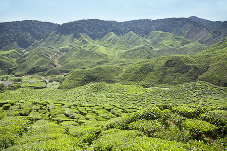 开克高地茶叶种植园景观植物场景绿色植物香气花园旅行收成叶子季节石头图片