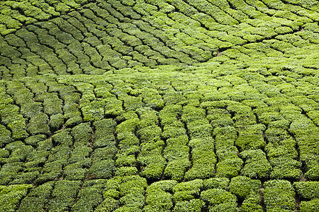 开克高地茶叶种植园景观花园绿色植物石头收成叶子地标农场植物阳台香气图片