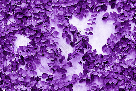 紫叶壁背景和纹理白色环境绿色花园公园墙纸植物树叶植物学植物群图片