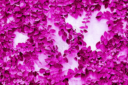 紫叶壁背景和纹理绿色石膏植物花园石头紫色公园叶子树叶植物群图片