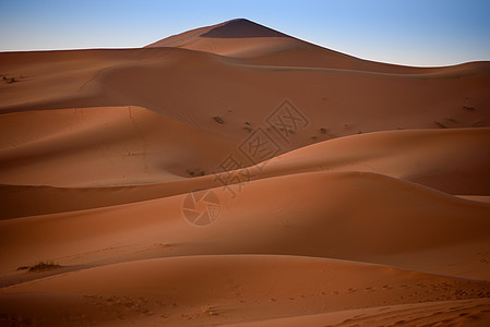 Dunes 摩洛哥 撒哈拉沙漠动物情调运输荒野异国晴天太阳绿洲沙丘寂寞图片