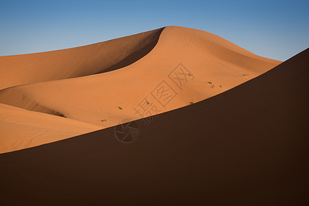 Dunes 摩洛哥 撒哈拉沙漠动物旅游太阳牧羊人异国哺乳动物情调天空沙丘晴天图片