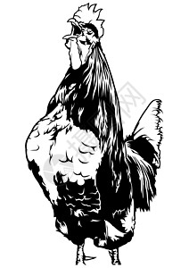 打鸣的公鸡家畜动物羽毛鸡冠剪贴黑与白家禽农场绘画农业图片