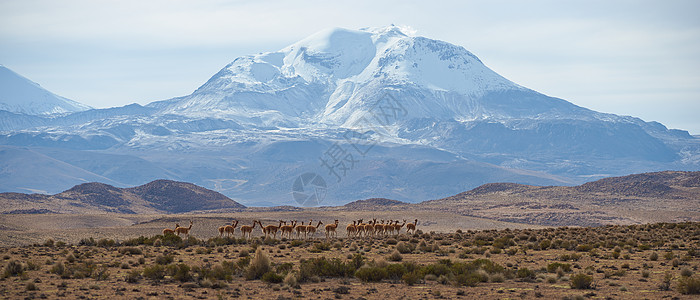 阿尔提平原上的维库纳集团动物羊毛濒危衬套国家火山骆驼毛公园哺乳动物荒野图片