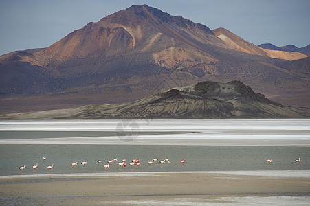Altiplano上盐湖骆驼蓝色火烈鸟支撑平底锅盐沼岩石国家涉水高度图片