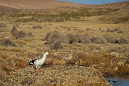安第斯高原上的鹅图片