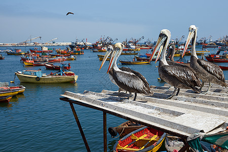 阿里卡的秘鲁佩利坎人账单团体黄色羽毛橙子眼睛港口配种动物钓鱼图片