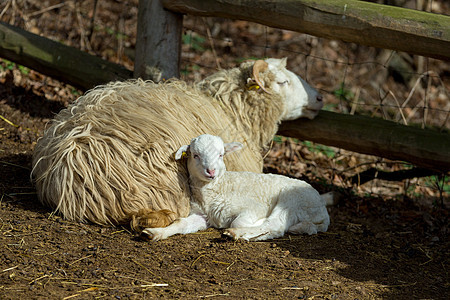 农民农场羊羊和羊羔羊毛内存毛皮喇叭家庭牛角少年耳朵干草农业图片