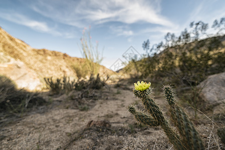 美国加利福尼亚州州公园荒漠植物气候远景孤独荒野蓝色生态环境旅行假期冒险图片