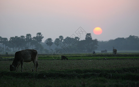 印度西孟加拉Sundarbans的日落图片