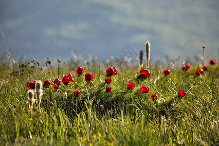 红花在春天的草原上盛开图片