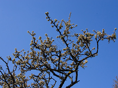 黑角花芽粉色太阳黑刺枝条植物白色衬套天空蓝色灌木图片