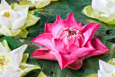 粉色和白色莲花团在水槽里开花旅行季节百合植物团体花园叶子公园花瓣荷花图片