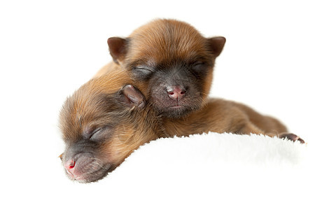 波美拉尼小狗 两日前朋友宠物哺乳动物橙子夫妻血统毛皮工作室犬类动物图片