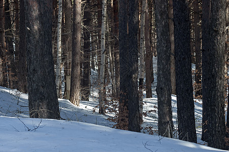 山林的冬季风景 有新旧树种棕色叶子森林阳光衬套阴影白色图片