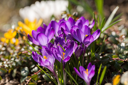 初春花在花园园艺中叶子紫色季节生长地面植物红花场地宏观花瓣背景图片