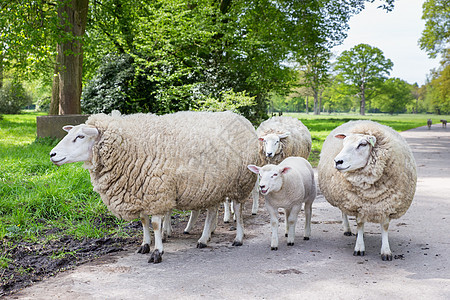 天然公路上一群白羊和羊羔图片