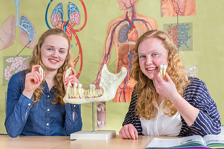 两名女学生在生物学中探究牙齿下巴模型姐妹课堂器官学生班级墙板假牙年轻人女孩们保健图片