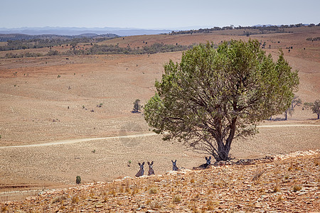 澳大利亚风景与树下袋鼠的风景图片