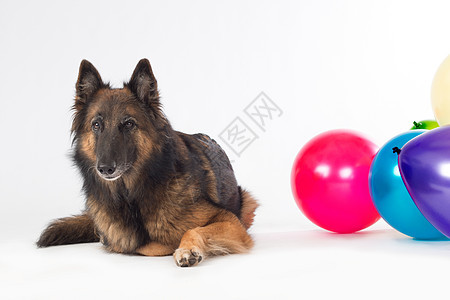带彩色气球的狗图片