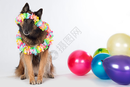 带彩色气球和花冠的狗图片