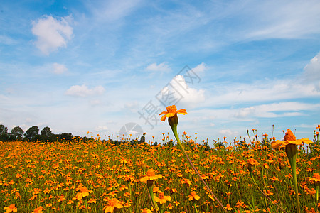 橙花和蓝天空天空场地绿色花朵太阳推介会橙子黄色阳光图片