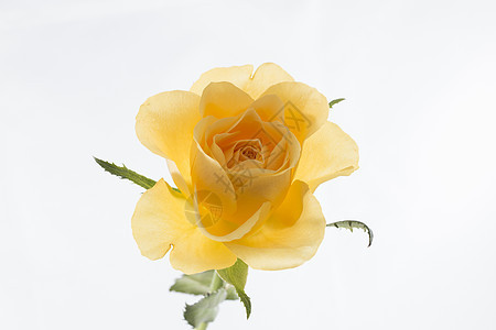 黄玫瑰花朵宏观黄色绿色花瓣白色背景图片