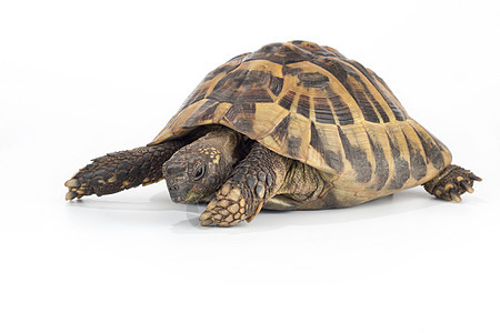 希腊乌龟 特图多赫曼尼陆龟工作室草食性野生动物爬行动物脊椎动物白色栖息地爬虫宠物图片