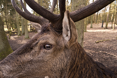 鹿的特写动物野生动物驯鹿眼睛荒野森林动物园哺乳动物鹿角图片