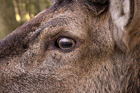 鹿的特写动物园眼睛动物驯鹿野生动物森林鹿角荒野哺乳动物背景图片