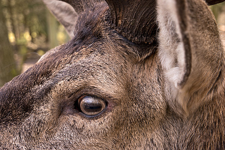 鹿的特写动物园野生动物驯鹿鹿角哺乳动物森林荒野动物眼睛图片