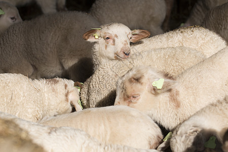 羊圈母羊羊毛农田羔羊绵羊家畜哺乳动物人群库存牧场图片