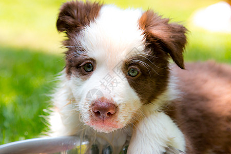 红边疆界小狗男性白色牧羊犬边界生物棕色黑貂微笑犬类哺乳动物图片