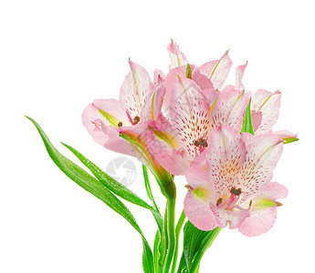 美丽的粉色阿尔斯特罗梅里亚柔软度紫色植物活力叶子白色绿色生长花序宏观图片