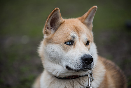 Akita Inu 肖像画图片