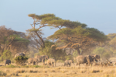 肯尼亚安博塞利 乞力马扎罗前面的大象哺乳动物食草天空犯规动物女性公园婴儿象牙生态图片