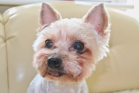 约克郡Terrier  狗哺乳动物小狗宠物猎犬动物图片