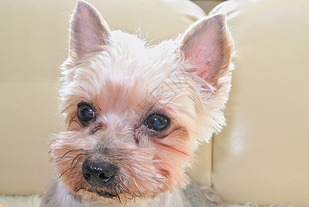 约克郡Terrier  狗小狗动物哺乳动物猎犬宠物图片