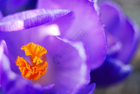 番红花春天红花植物花园宏观花瓣绿色背景图片