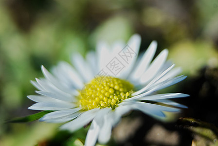 Daisy花朵  春天雏菊植物花园宏观绿色花瓣背景图片