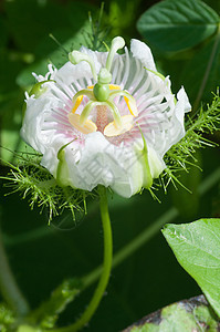 激情果花藤蔓植物群花园植物紫色叶子热情植物学生长绿色图片