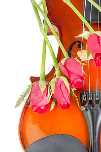 紫罗兰和红玫瑰字符串音乐雏菊笔记小提琴玫瑰床单木头作品仪器图片