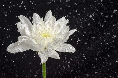 白达利亚植物学季节生长植物叶子宏观花粉大丽花花瓣美丽图片